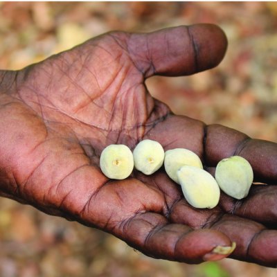 An Aboriginal person extends their hand containing several nuts